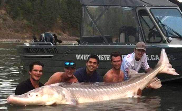 Kanadčani so ujeli legendarnega pošastnega jesetra