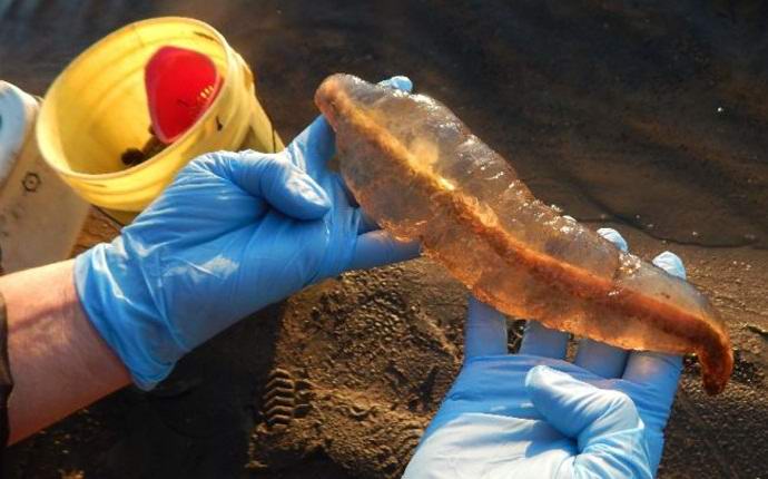 Kanadski par je v jezeru ujel skrivnostno bitje