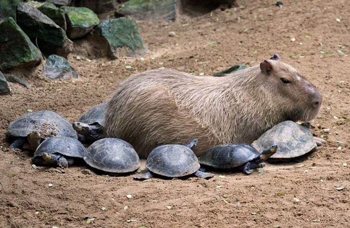 Capybara je mistično privlačen glodalec, ki ga imajo vsi radi.