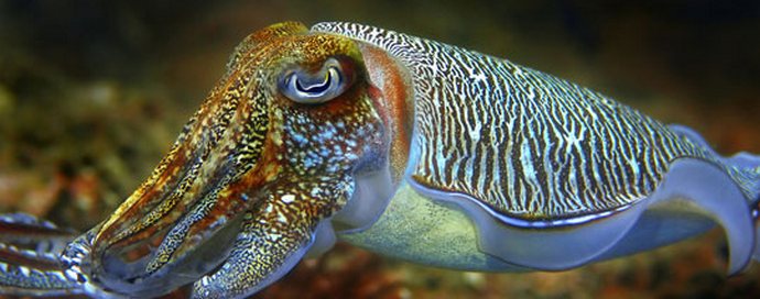 Sipe - morski kameleoni