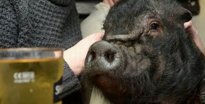 Pritlikavi prašič v londonskem lokalu ni več nabit