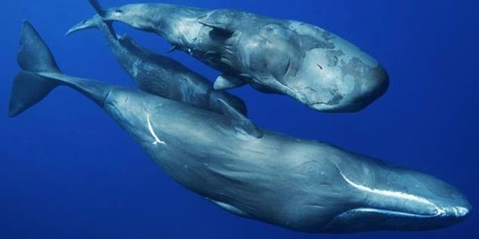 Spermični kiti uporabljajo različna narečja in imajo svojo kulturo.