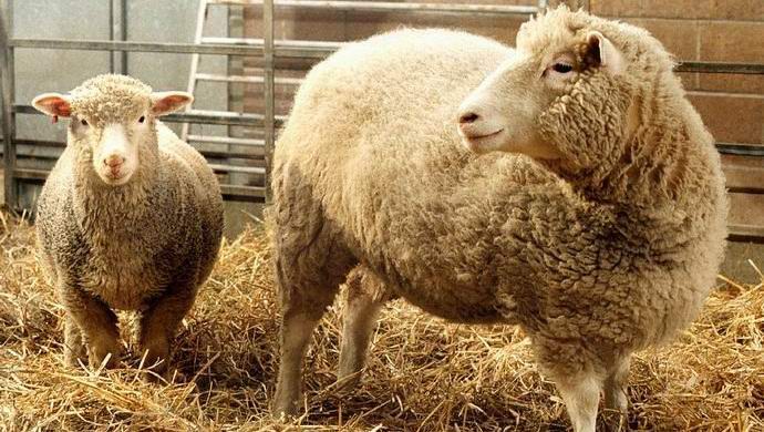 Kitajci bodo začeli klonirati komercialne živali