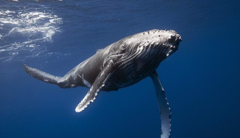 Kiti in delfini ne morejo piti slane vode, ampak kaj potem pijejo?