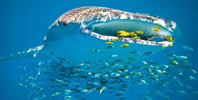 Kitovi morski pes je postal zvezda interneta, ki se zabava na ribiški mreži.