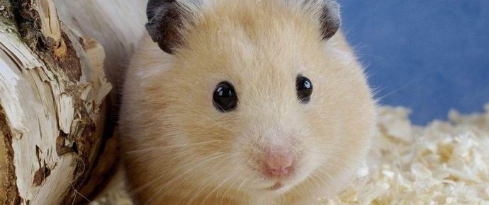 Korejska učiteljica je pred otroki jedla hrčka