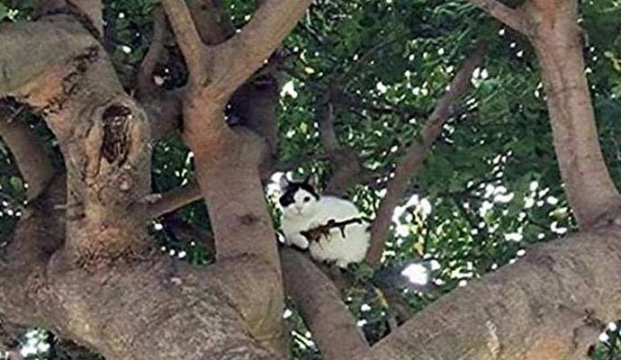 Mačka s puško je prestrašila Američana