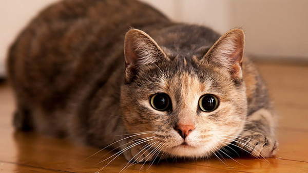 znaki, povezani z mačkami v hiši 