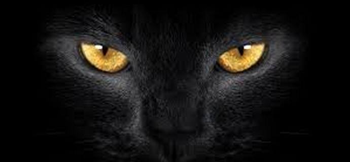 Mačke, ki nas še naprej veselijo, nas plašijo in presenečajo