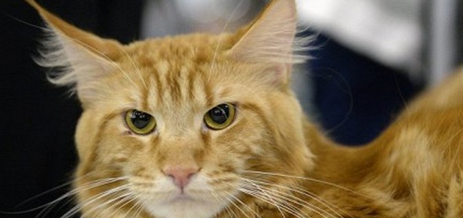 Mačke bolj zaupajo očem