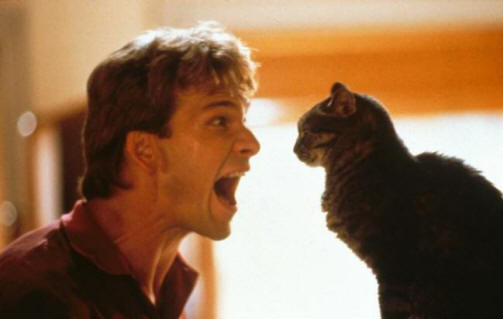 Mačke resnično lahko vidijo nekaj nedostopnega človeškim očem.