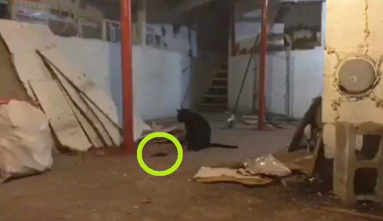 Mačka je napadla nerazumljivo gibljivo maso črne barve