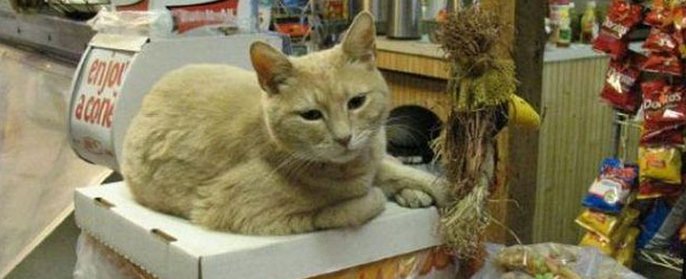 Cat Stubbs - prvi mačji župan na svetu