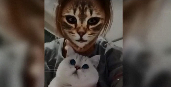 Mačke so šokirane nad