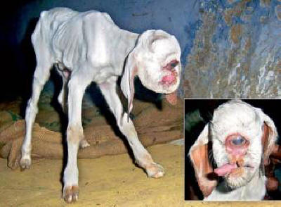 Otrok ciklopa se je rodil v majhni indijski vasi.