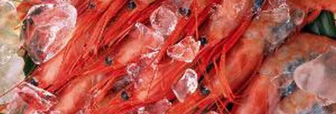 Kozice so šle na sončne plošče