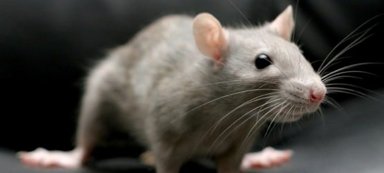 Podgana lahko prestraši ne samo človeka, ampak tudi mačko.