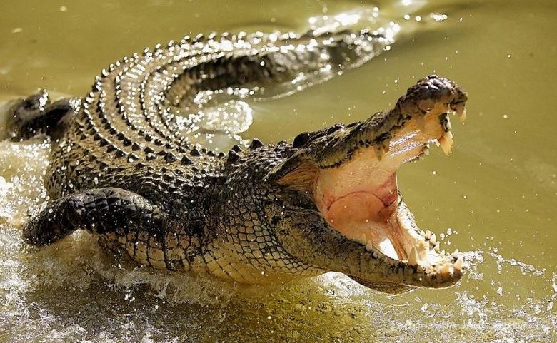 Krokodil je vlekel krokodil metalec