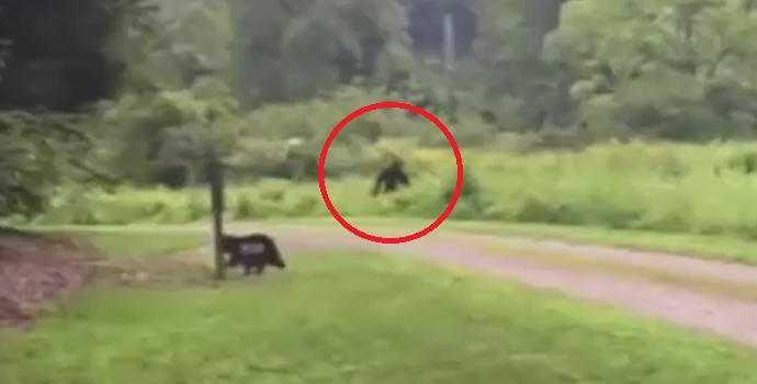 Drobni pes je prestrašil veliko nogo