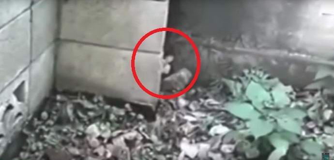 Majhen vilin je ujel video kamero otrok