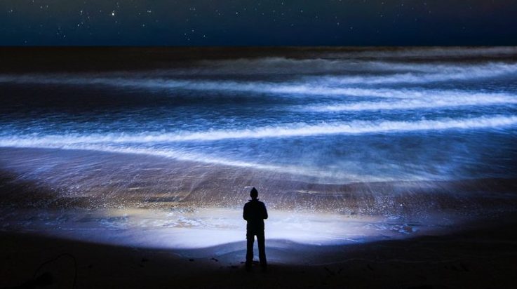 Največja selitev na planetu se zgodi vsak dan in je ne opazimo 