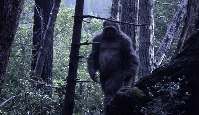 Nekdo, morda yeti, se je približal video pasti v gozdu