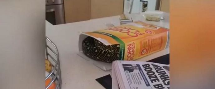 Kupi Python namesto koruznih kosmičev