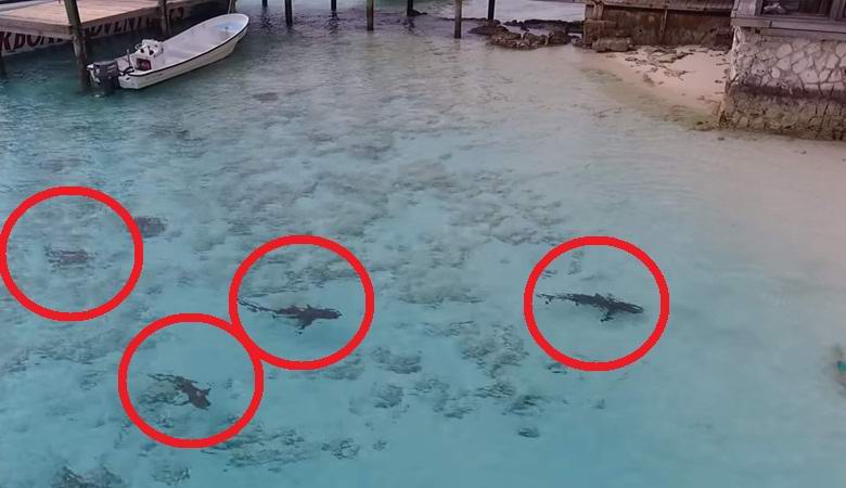 Quadcopter je fanta rešil pred napadom morskih psov.