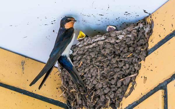 lastovkino gnezdo pod streho 