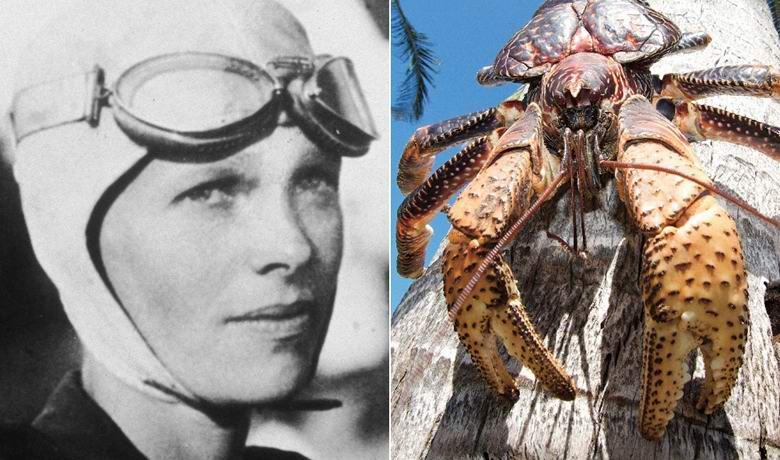 Legendarna letalnica Amelia Earhart je pojedla velikanske mesojede rakovice
