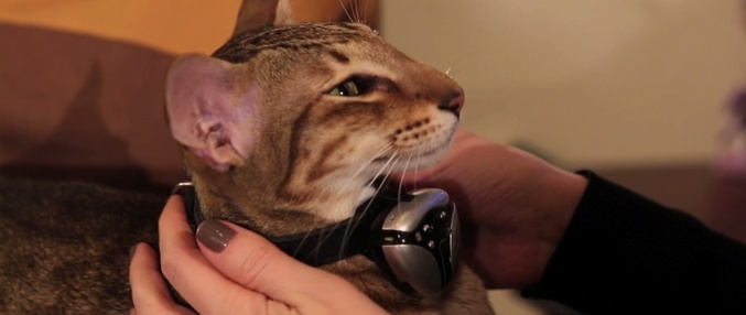 Najboljši pripomočki za mačke ali njihove lastnike?