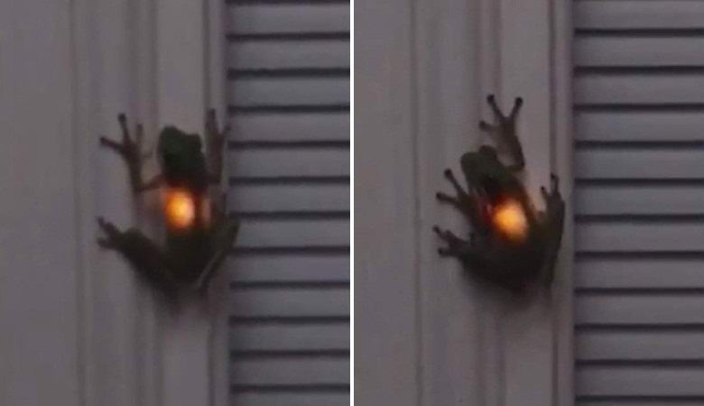 Žaba je požrla kresnico in se prižgala sama