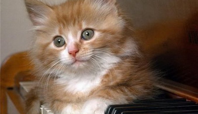 Ali mačke imajo radi klasično glasbo?