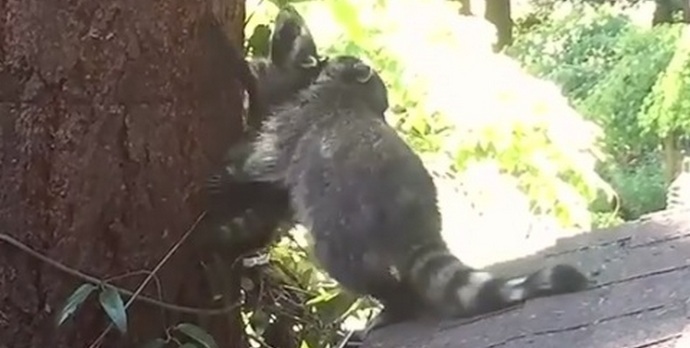 Mama rakun daje prvo lekcijo svojemu otroku