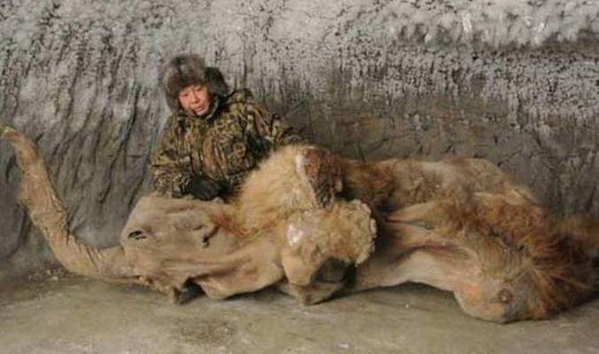 Ali so mamuti še živi?