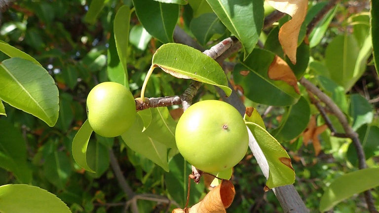Mancinella drevo - najnevarnejša rastlina na Zemlji
