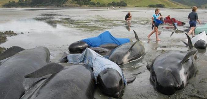 Ponovil se je ogromen samomor Delfina