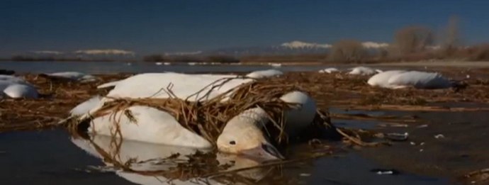 Mrtve gosi - na glavah Američanov