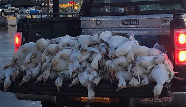 Mrtve gosi so nenadoma začele padati z neba v Idahu