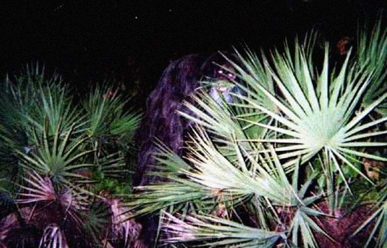 Mitska opica je spet zadela objektiv fotoaparata.