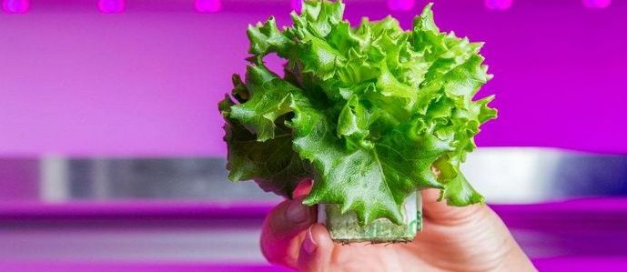 Philips bo svet rešil pred lakoto