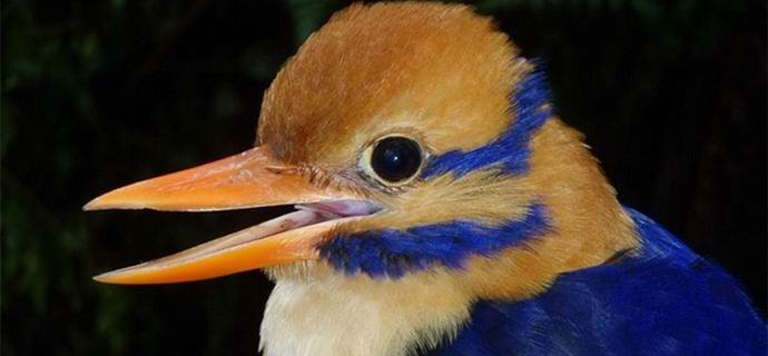 Svetovna znanstvena skupnost je jezna na Američana, ki je ubil najredkejšo ptico.