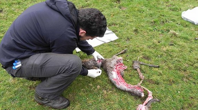 Mistične mačke Anglije