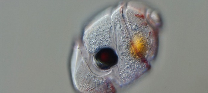 Večcelično oko se je pojavilo v enoceličnem organizmu.