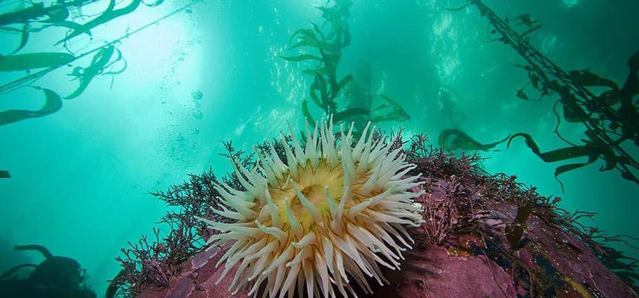 Morsko življenje nas ves ta čas ščiti pred milijoni virusov. 