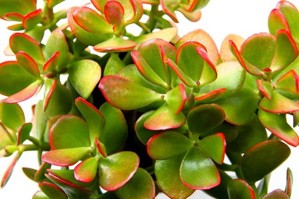 denarno drevo lahko obdržite znake doma 