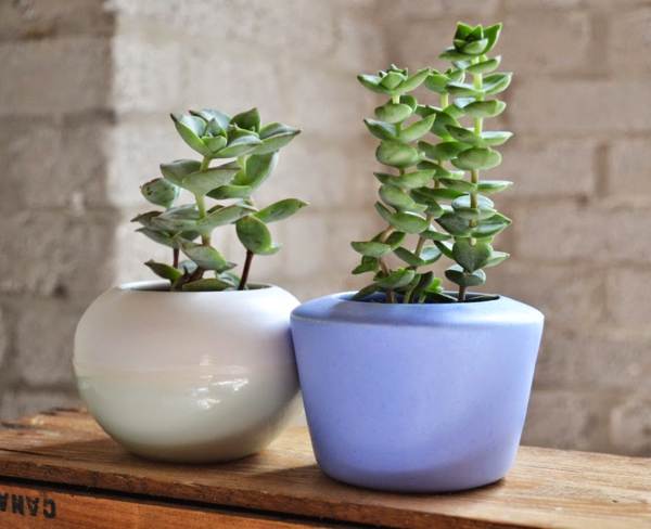 znaki in vraževerja denarnega drevesa 