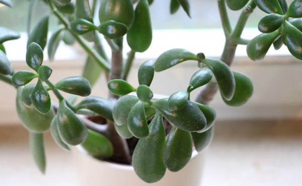 ali je mogoče dati denarno drevo 