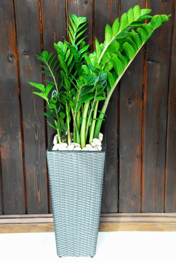 dolarska drevesna znamenja in vraževerja 