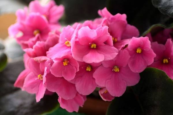 vijolična v hišnih znakih  